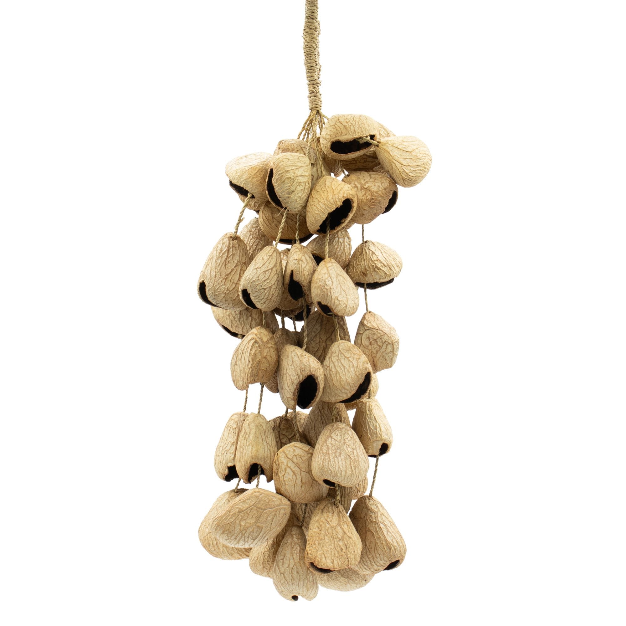 Large Pangi Seed Shell - Natural Nut Shaker (50 Shells) – Bild 6