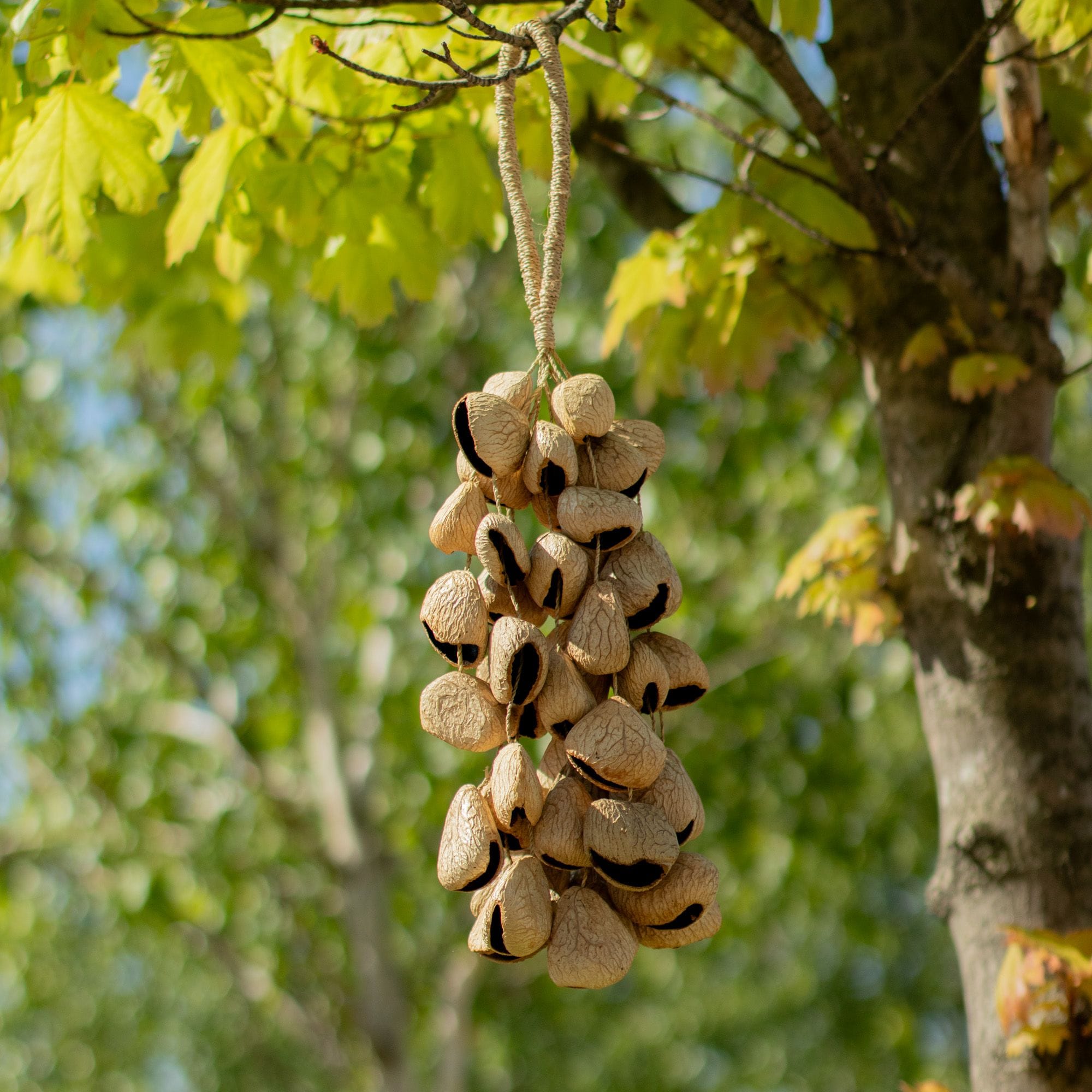 Large Pangi Seed Shell - Natural Nut Shaker (50 Shells) – Bild 4