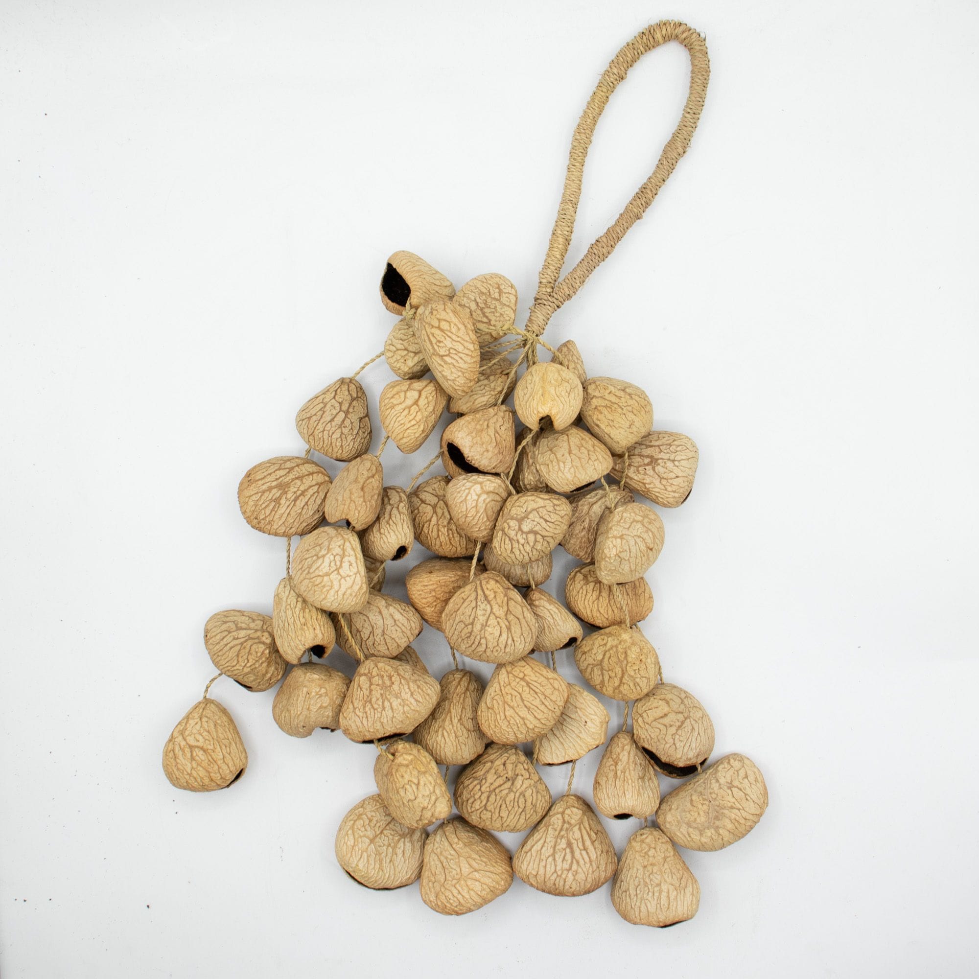Large Pangi Seed Shell - Natural Nut Shaker (50 Shells) – Bild 5
