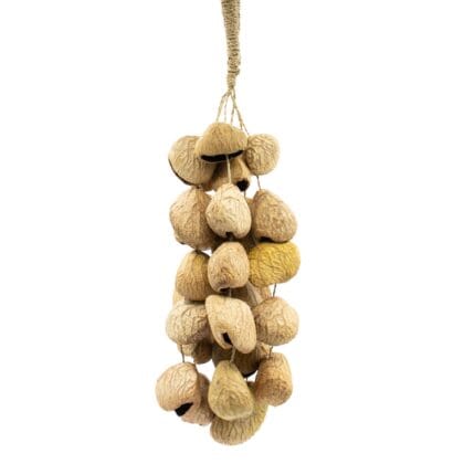 Medium Pangi Seed Shell - Natural Nut Shaker (30 Shells)