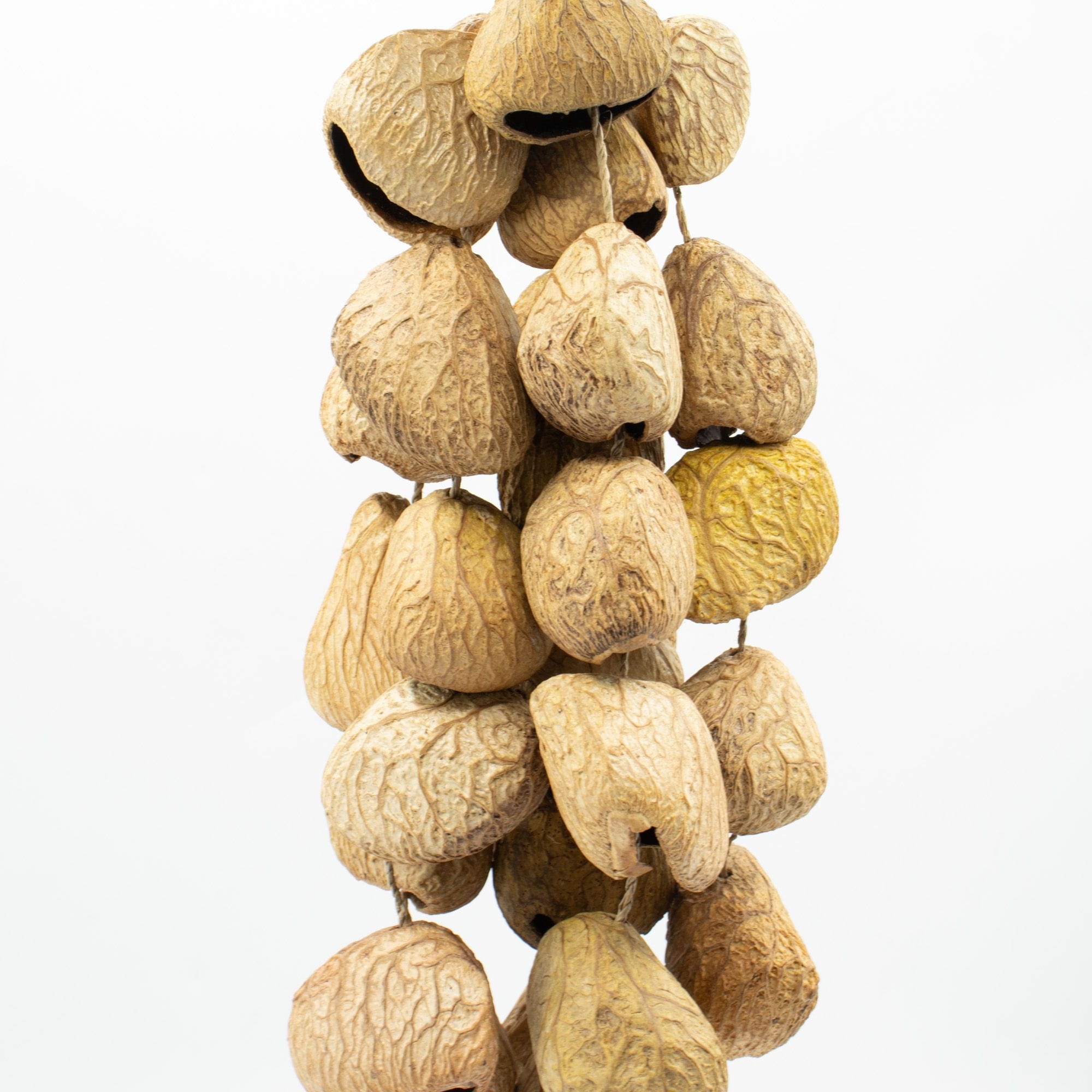 Medium Pangi Seed Shell - Natural Nut Shaker (30 Shells) – Bild 3