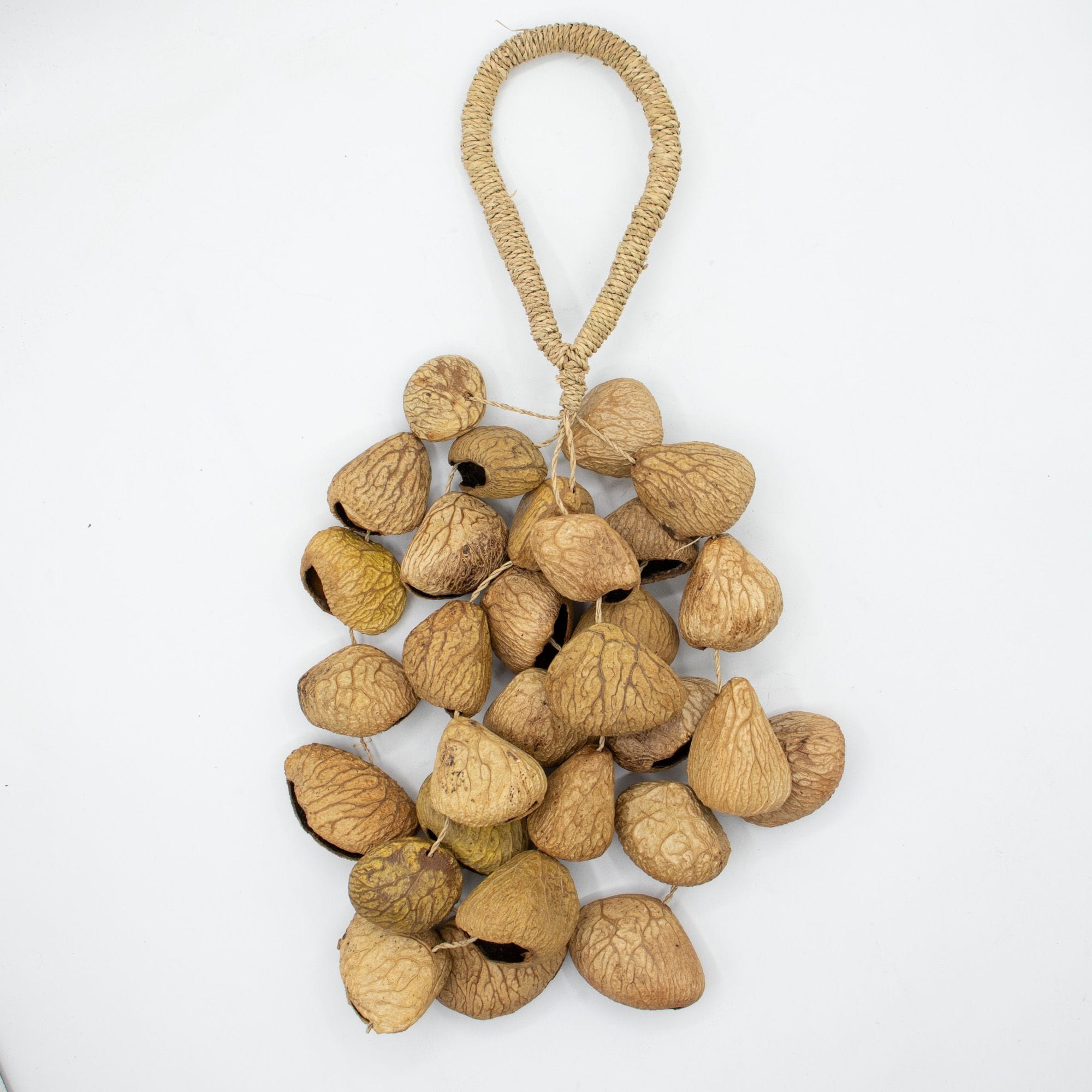 Medium Pangi Seed Shell - Natural Nut Shaker (30 Shells) – Bild 4