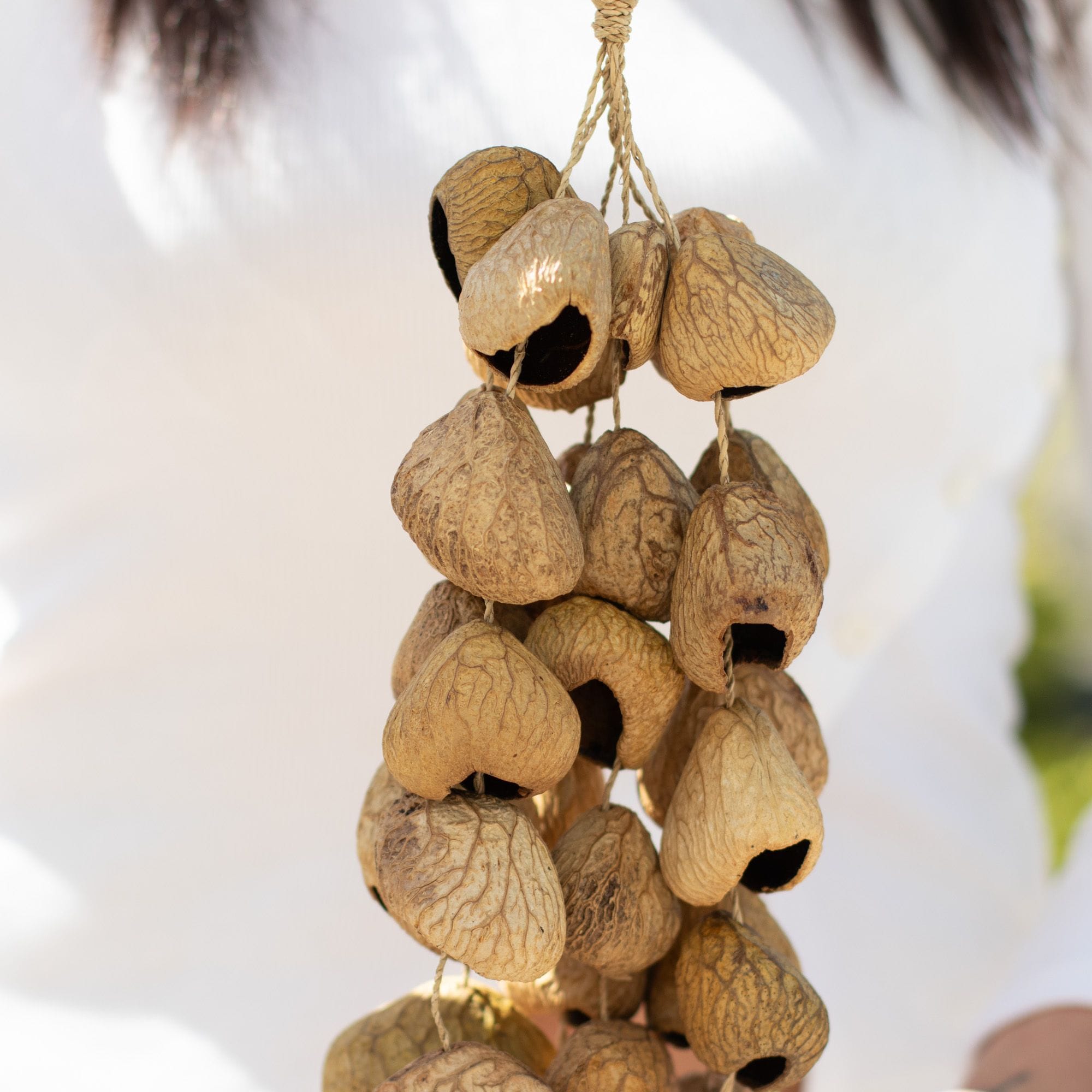 Medium Pangi Seed Shell - Natural Nut Shaker (30 Shells) – Bild 7