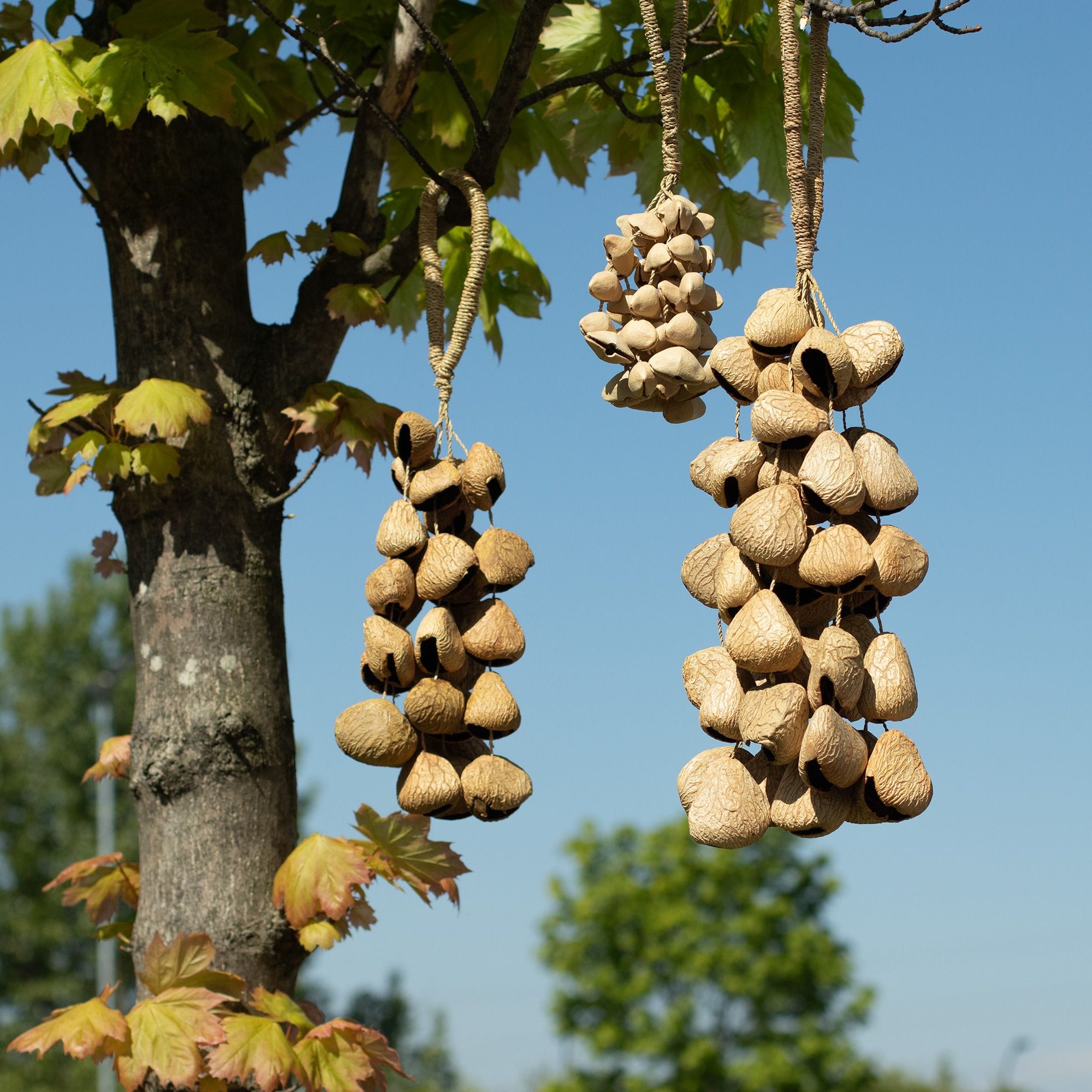 Medium Pangi Seed Shell - Natural Nut Shaker (30 Shells) – Bild 5
